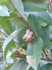 Mischocyttarus mexicanus cubicola
