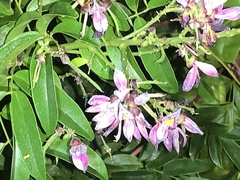 Wisteriopsis reticulata