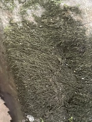 Hygroamblystegium humile