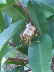 Mischocyttarus mexicanus cubicola