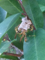 Mischocyttarus mexicanus cubicola