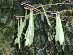 Wisteriopsis reticulata