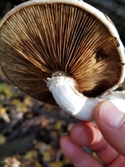 Hemipholiota populnea