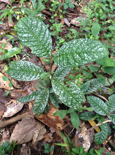 Psychotria bullulata