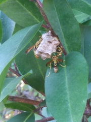 Mischocyttarus mexicanus cubicola
