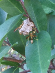 Mischocyttarus mexicanus cubicola
