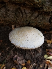 Hemipholiota populnea