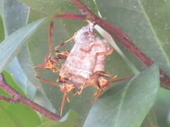Mischocyttarus mexicanus cubicola