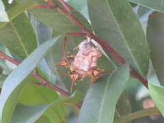 Mischocyttarus mexicanus cubicola