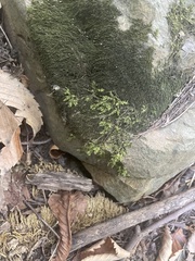 Hygroamblystegium humile