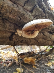 Hemipholiota populnea