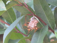 Mischocyttarus mexicanus cubicola