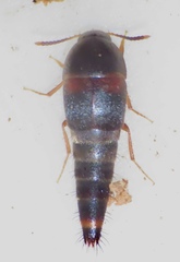Sepedophilus