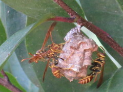 Mischocyttarus mexicanus cubicola