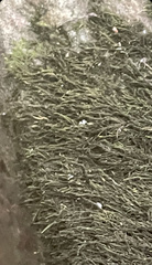 Hygroamblystegium humile