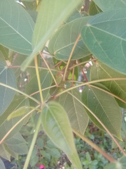 Hyperaspis pseudodonzeli