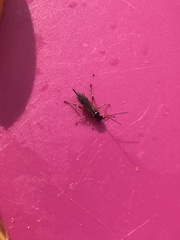 Pimpla pedalis