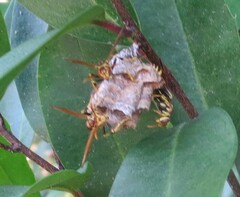 Mischocyttarus mexicanus cubicola