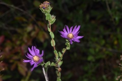 Symphyotrichum pratense