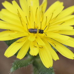 Ceratina