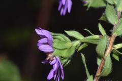 Symphyotrichum pratense