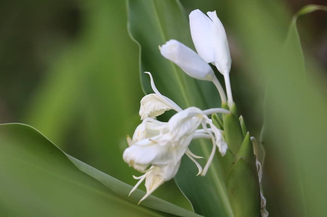 Hedychium coronarium