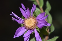 Symphyotrichum pratense