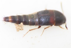 Sepedophilus