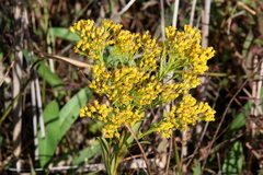Solidago ohioensis