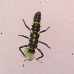 Cycloneda munda