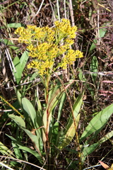 Solidago ohioensis