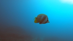 Chaetodon kleinii