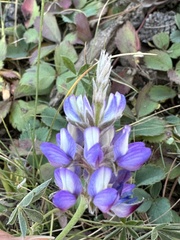 Lupinus lepidus