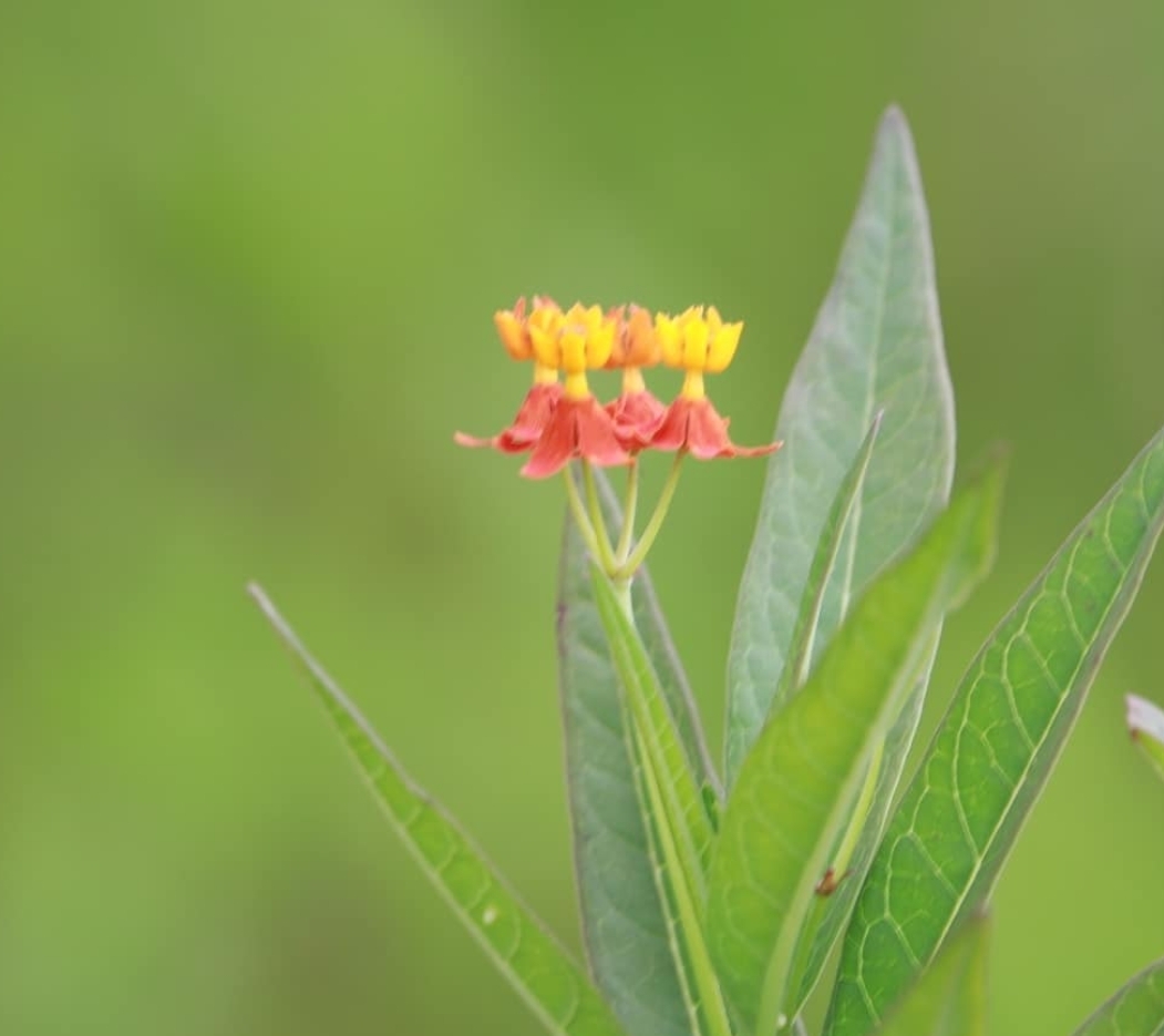 Asclepias curassavica