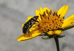 Acmaeodera disjuncta