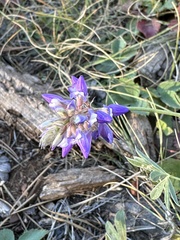 Lupinus lepidus