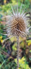 Dipsacus