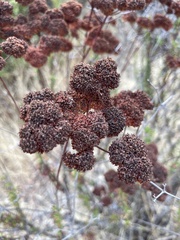 Eriogonum fasciculatum
