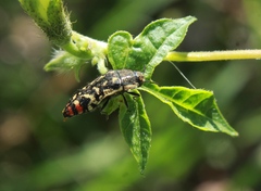 Acmaeodera disjuncta