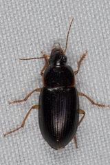 Notiobia