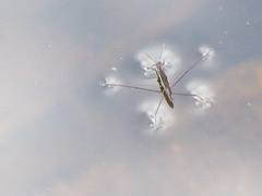 Limnoporus canaliculatus