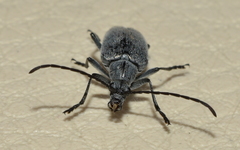 Tomentgaurotes batesi