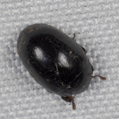 Nosodendron unicolor