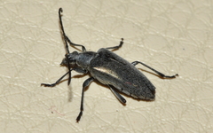 Tomentgaurotes batesi