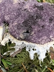 Nectriopsis violacea