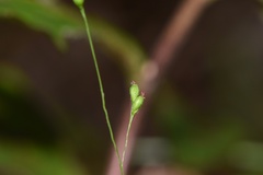 Kellochloa verrucosa
