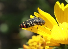 Acmaeodera disjuncta