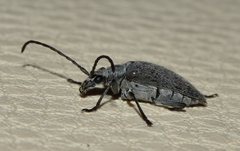 Tomentgaurotes batesi