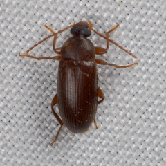 Hymenorus