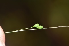 Kellochloa verrucosa